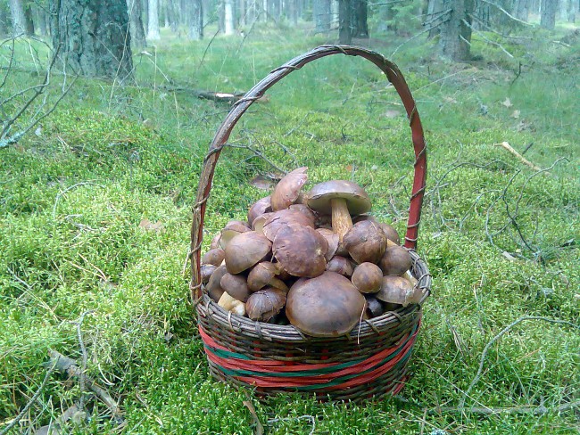kliknij, aby powr�ci�...